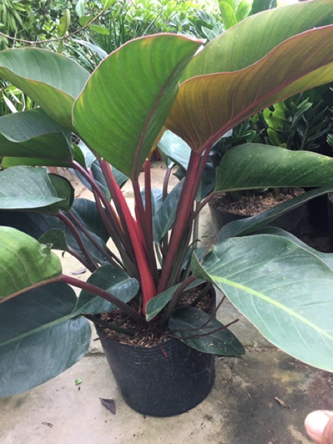 Cây trầu bà đế vương