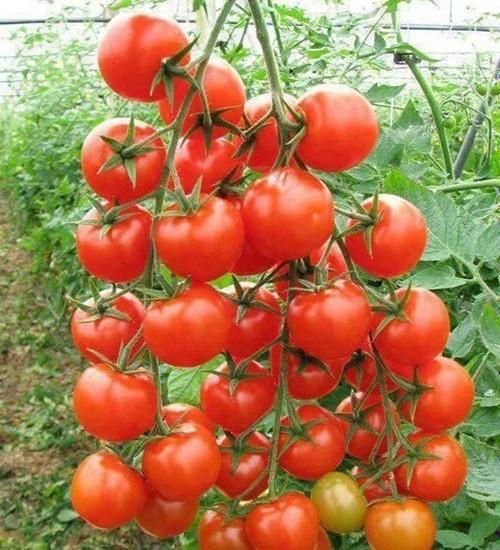 Gói 0.1g cà chua cherry - cà chua bi f1