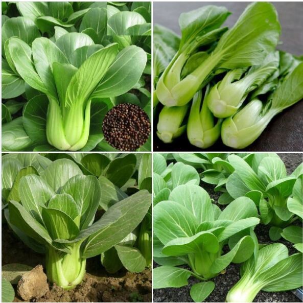 Hạt Giống Rau Cải Chíp (Cải Chít, Cải Thìa) 20g (5000 hạt giống)