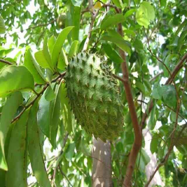 CÂY GIỐNG MÃNG CẦU XIÊM