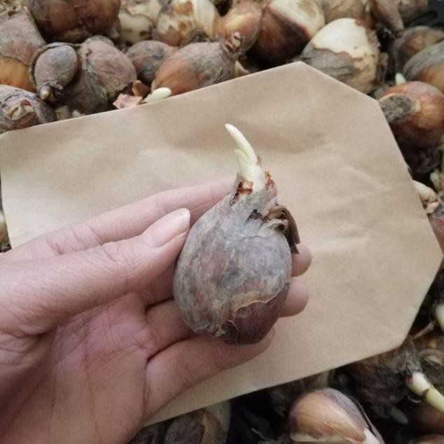 Củ giống hoa thủy tiên( củ nhỏ)