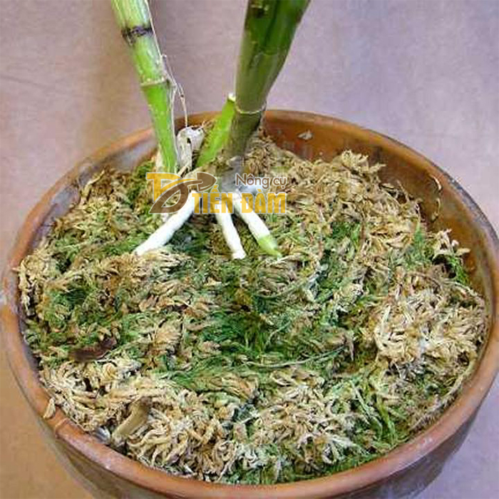 Rêu rừng trồng lan ghép lan