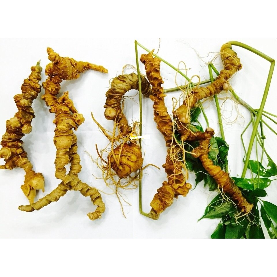 Cây giống sâm ngọc linh