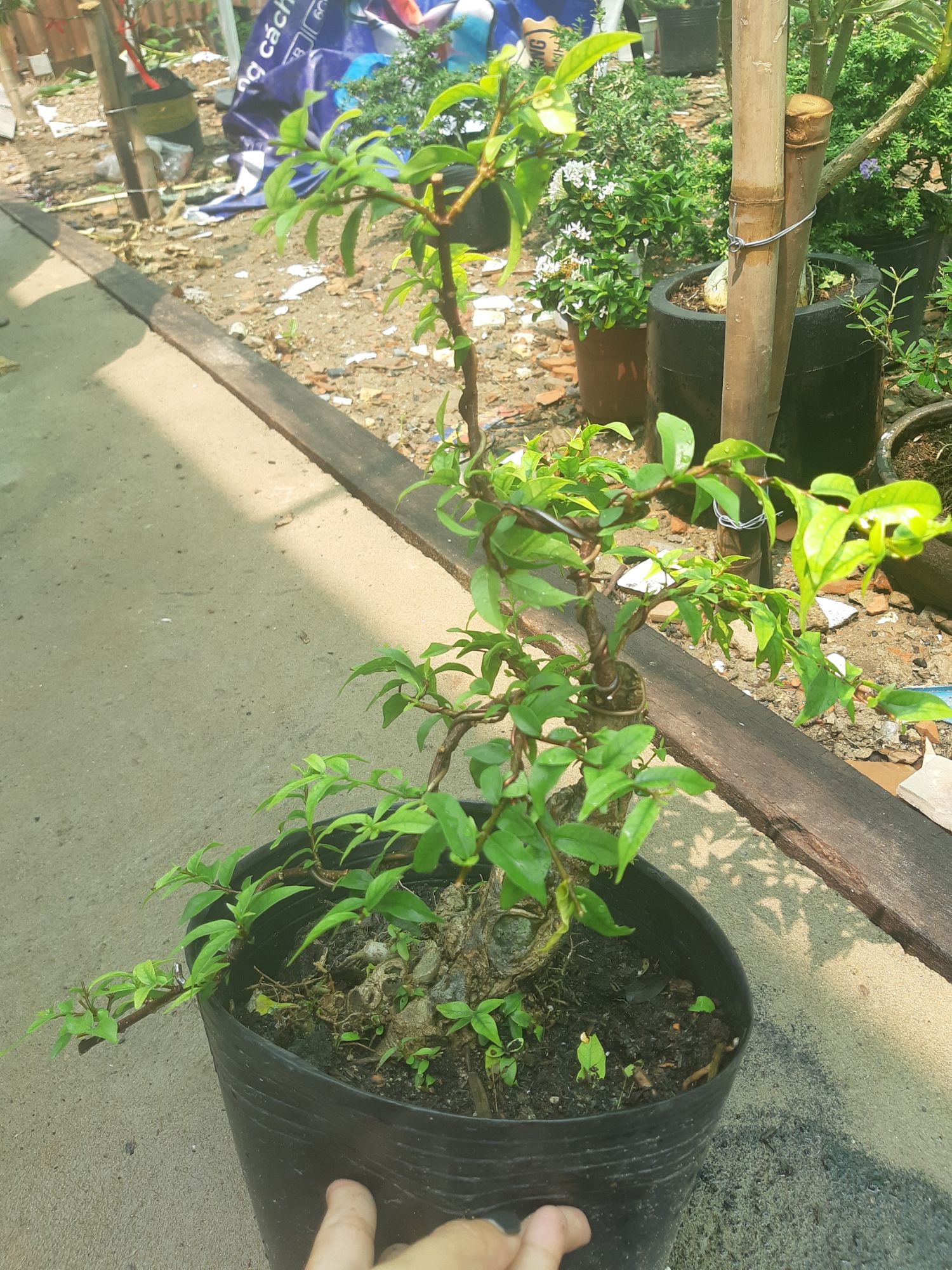 Mai chiếu thủy bonsai gốc gân