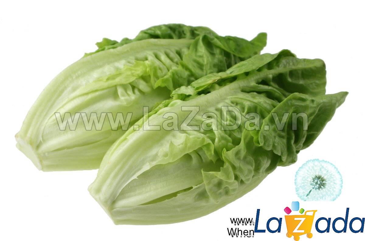 2000h Hạt Giống Xà Lách Romaine Chịu Nhiệt Siêu Ngon Gem (B1.201| C18*W52*M209)