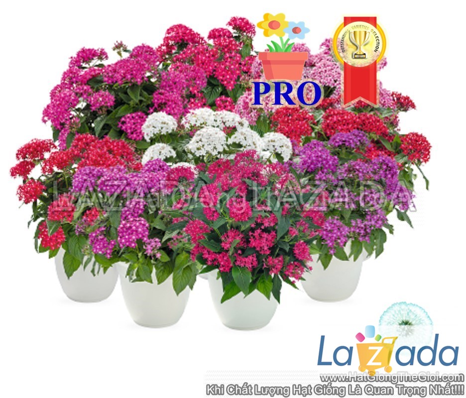 50.HẠT Hạt Giống Hoa Diễm Châu Graffiti 20/20 Mix (| -KD: B36*X61)