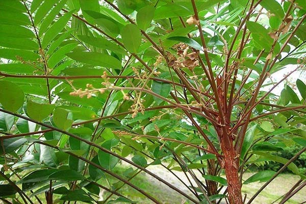 Rễ Mật Nhân Thái Lát Khô 1kg -ĐSR