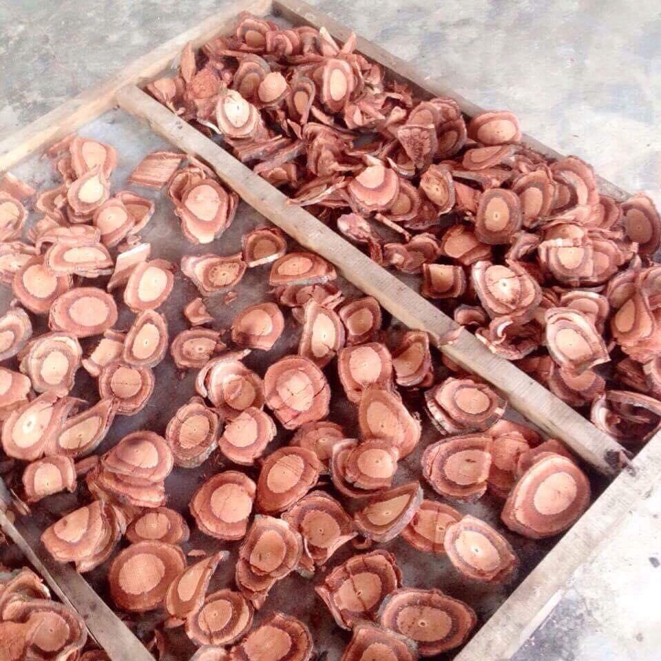 [HCM]Cây cỏ máu 100% cỏ máu (gói 500g)
