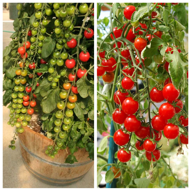 Hạt giống cà chua bi chùm đỏ (cà chua chuỗi ngọc)