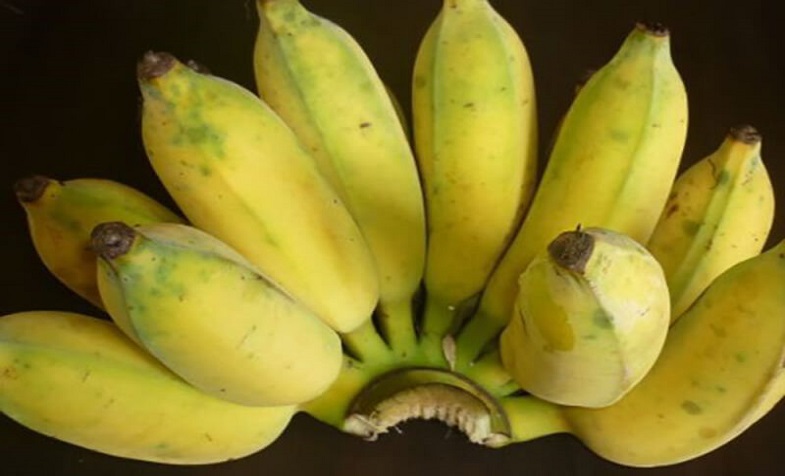 Cây giống chuối Mốc [ Chuối sứ, chuối Xiêm ]