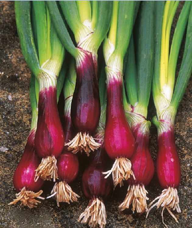 High Yield Red Onion Seeds 2Gr/Package