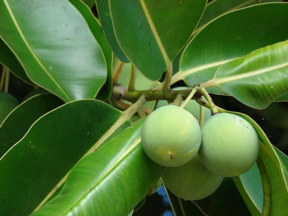 Dầu mù u nguyên chất- Dưỡng da