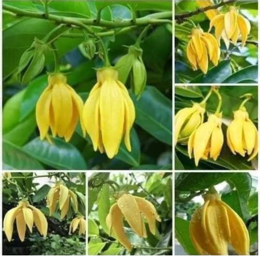 Cây giống hoa dẻ thơm nức khắp xóm