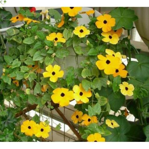 Bộ bơm thay thế bình Dudaco 1 - 2 Lít