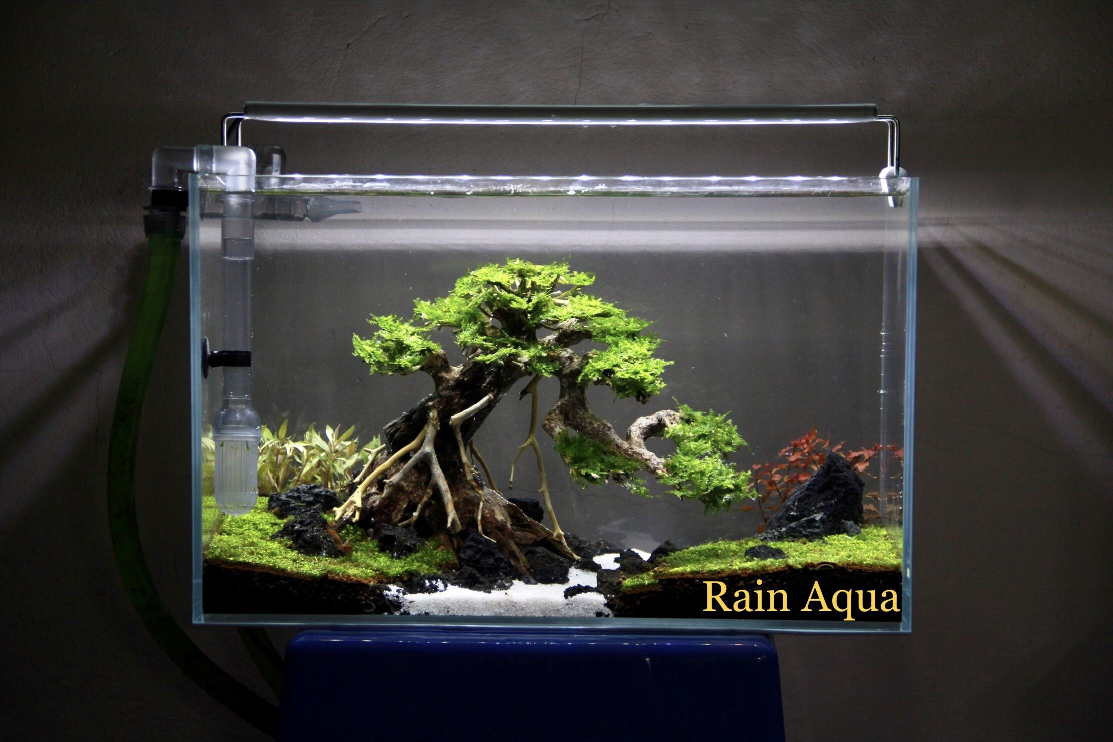 cây lũa bonsai dài 25cm, cao19cm (tặng kèm 1 tuýp keo dán cây)