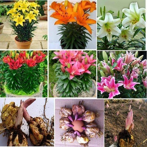 Combo 5 củ giống hoa ly lùn màu trắng