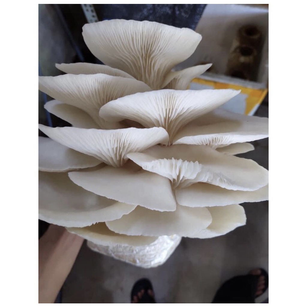 Phôi nấm Sò