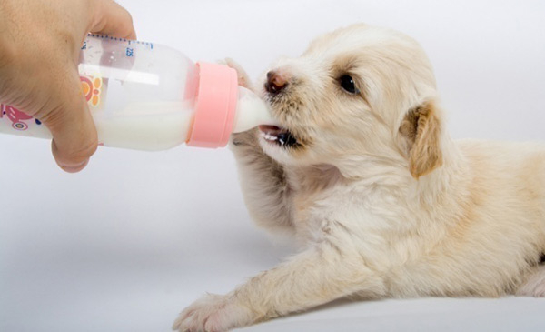 SỮA BỘT BIO MILK BỔ DƯỠNG CHO CHÓ MÈO