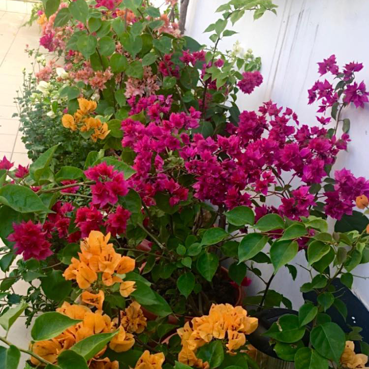 Phân bón kích hoa giấy SOF ra siêu hoa, chuyên dùng cho hoa giấy