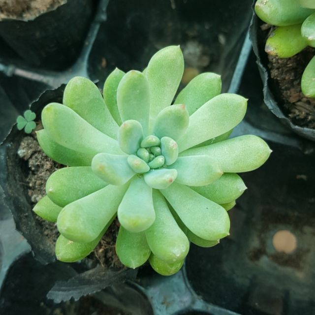 Thược dược