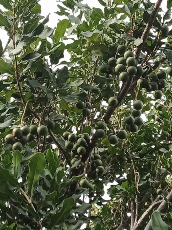Hạt Măc Ca Đăk Lăk lon 500g