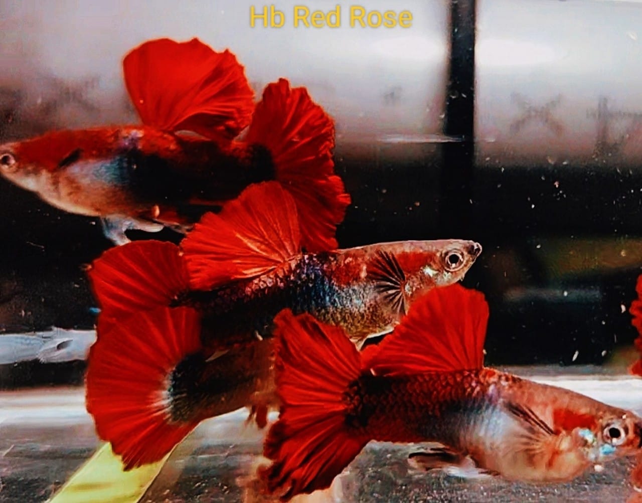 hb red size bầu - trang trí hồ