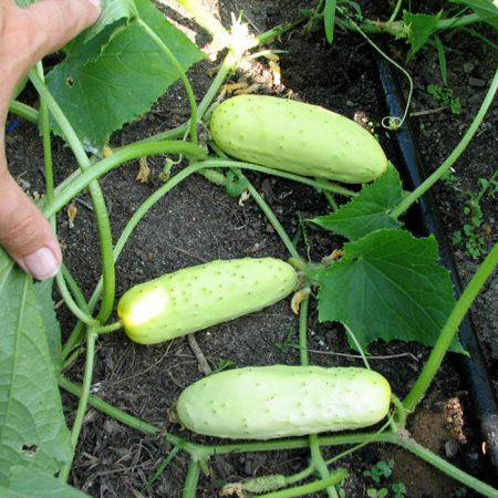 Hạt giống dưa chuột trắng (dưa leo trắng) - Gói 1GAM
