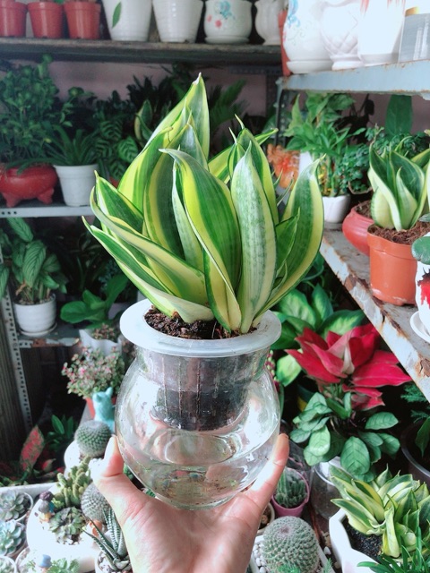 [HCM]Chậu Lưỡi Hổ Thái Xanh Thuỷ Sinh