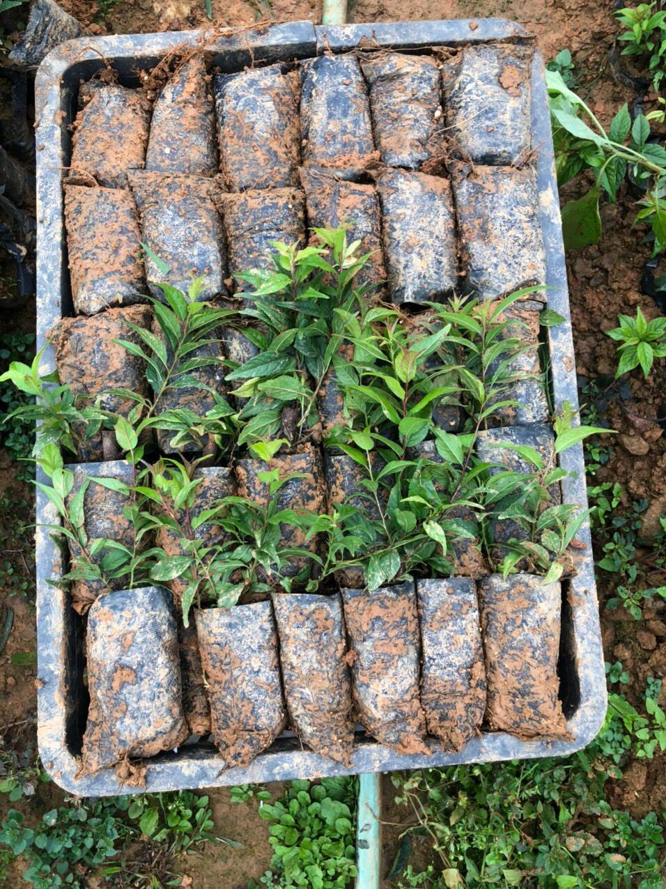 CÂY GIỐNG NHẤT CHI MAI