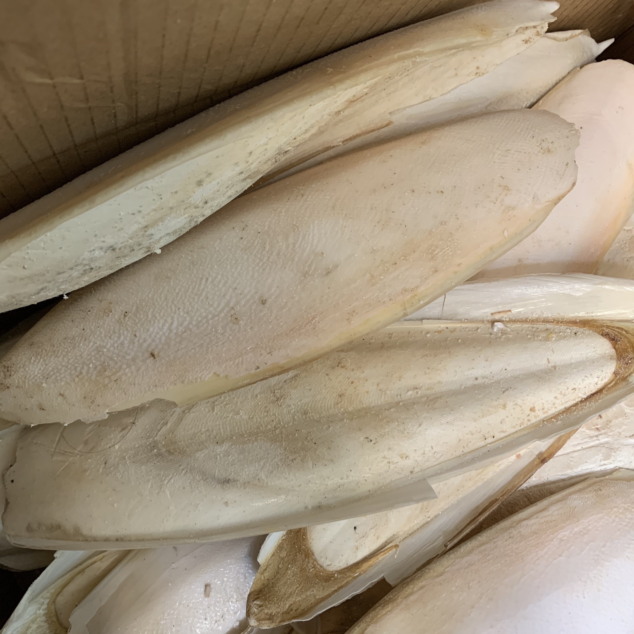 Nang mực { mai mực} 100g- Thức ăn cho chim