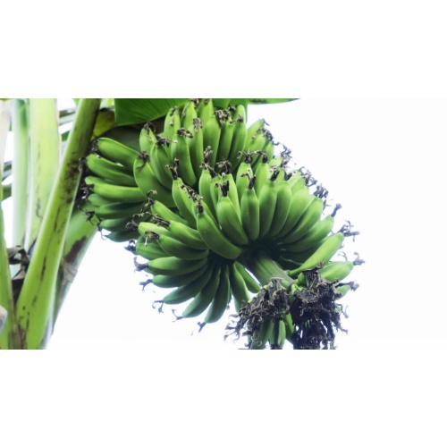 Cây chuối tiến vua giống (Được kiểm tra cây)
