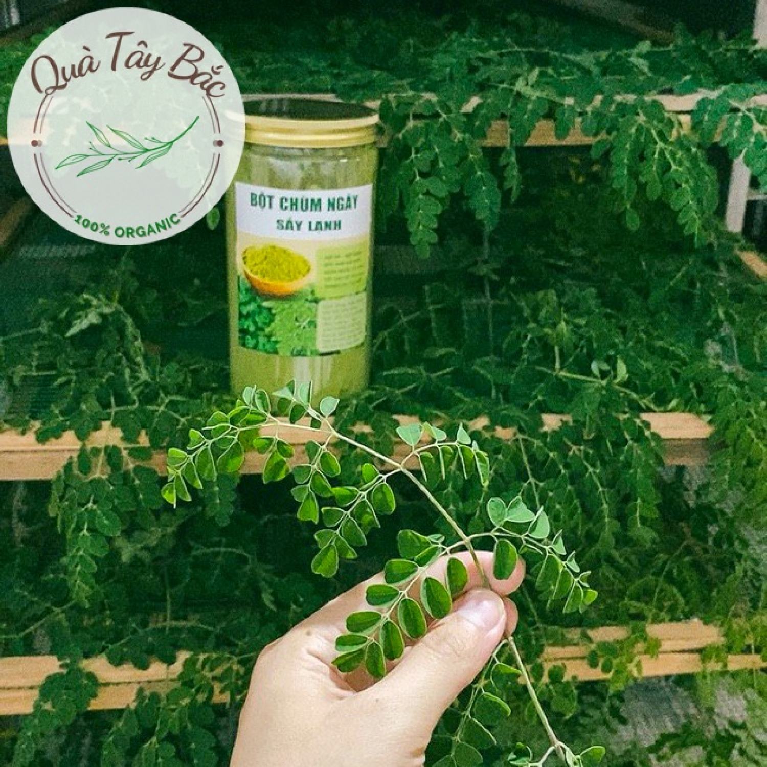Bột lá chùm ngây nguyên chất sấy lạnh