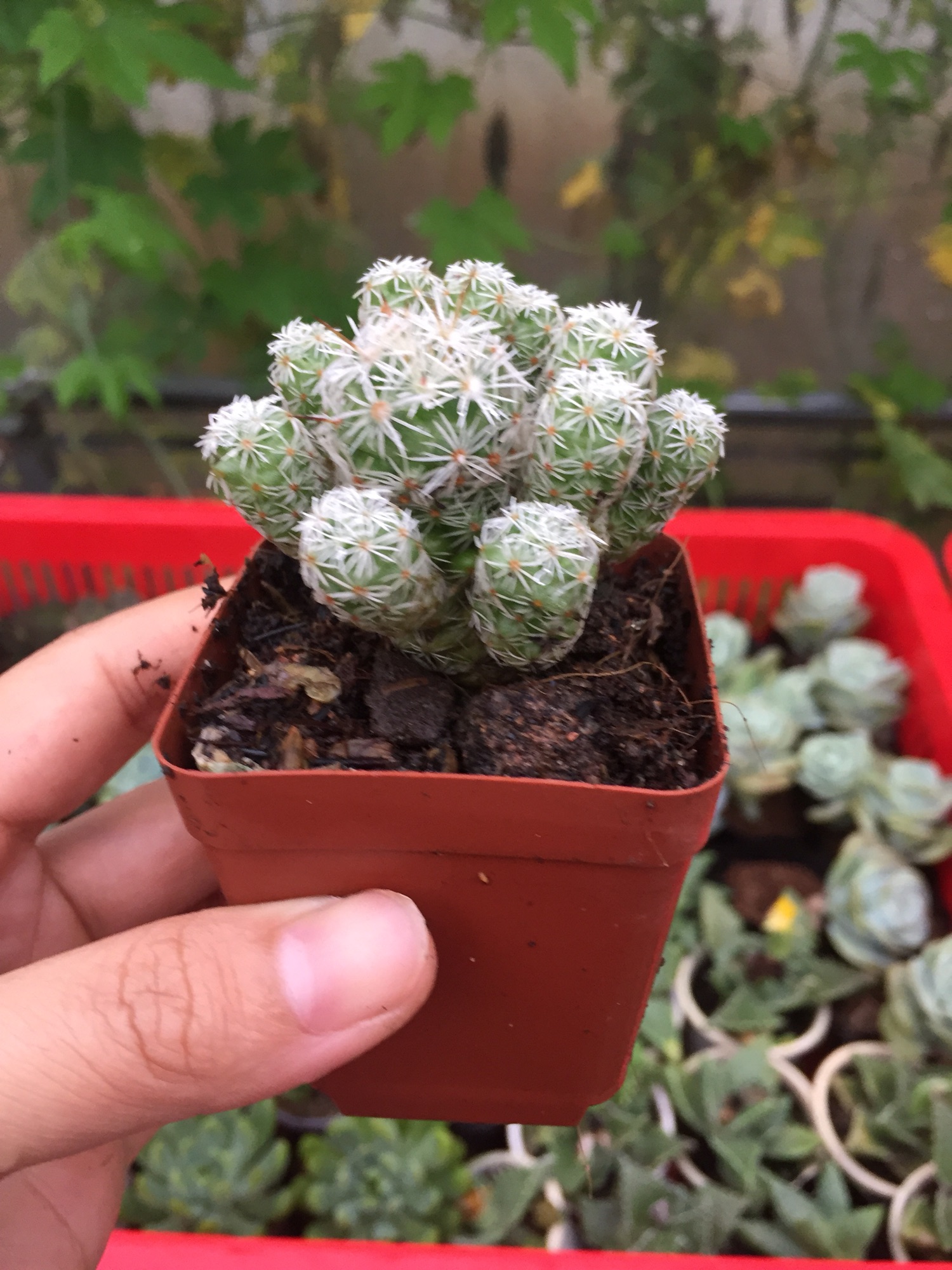 Xương Rồng Trứng Chim size bầu