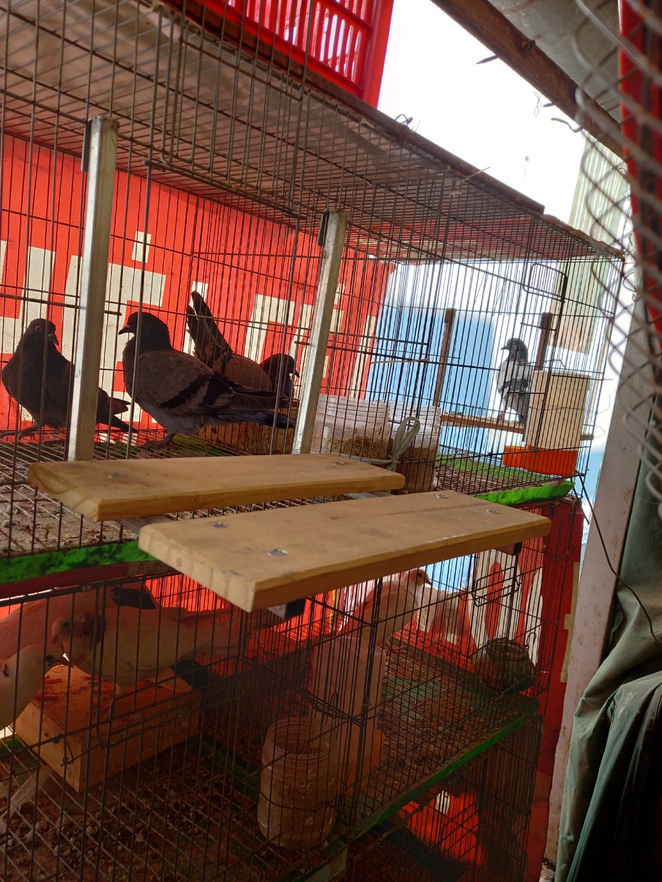 Kệ cho đứng chim bồ câu