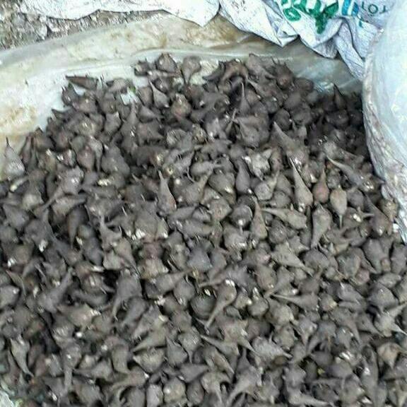 500g củ ấu tẩu khô