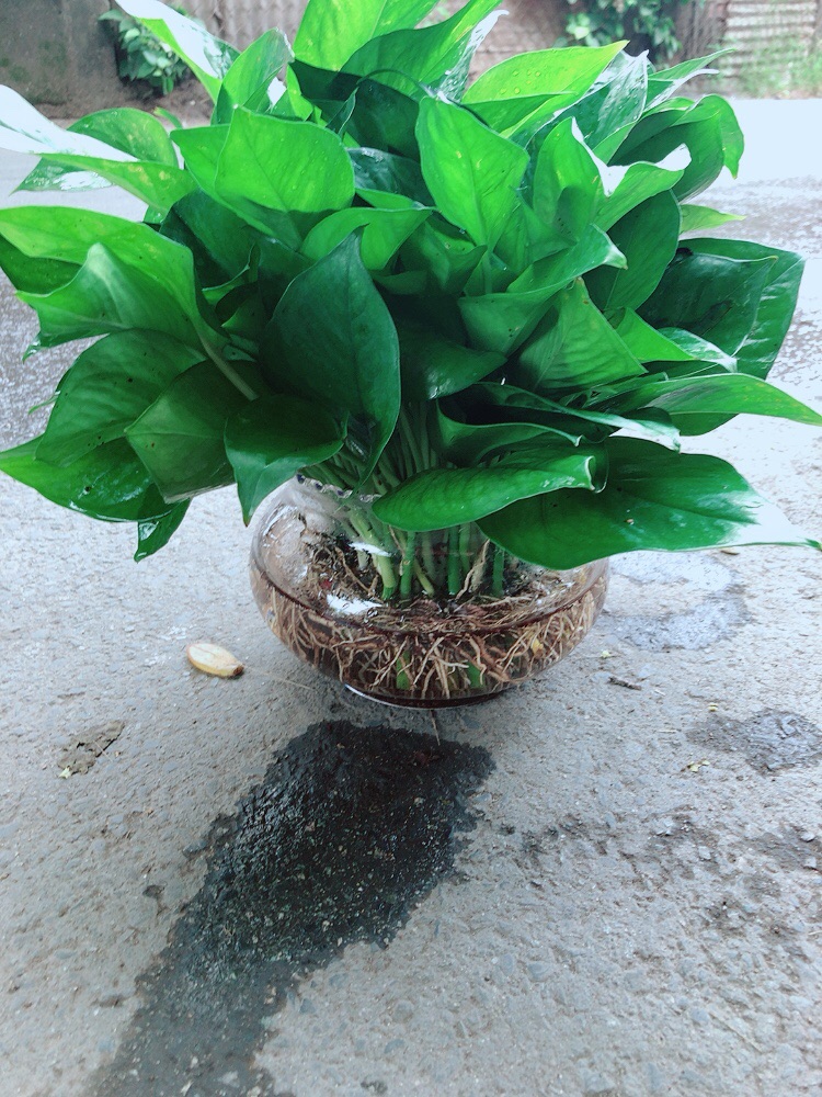 Trầu Bà Thái Thuỷ Sinh Size Đại