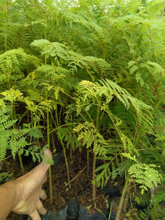 2 Cây phượng tím CAO 50CM