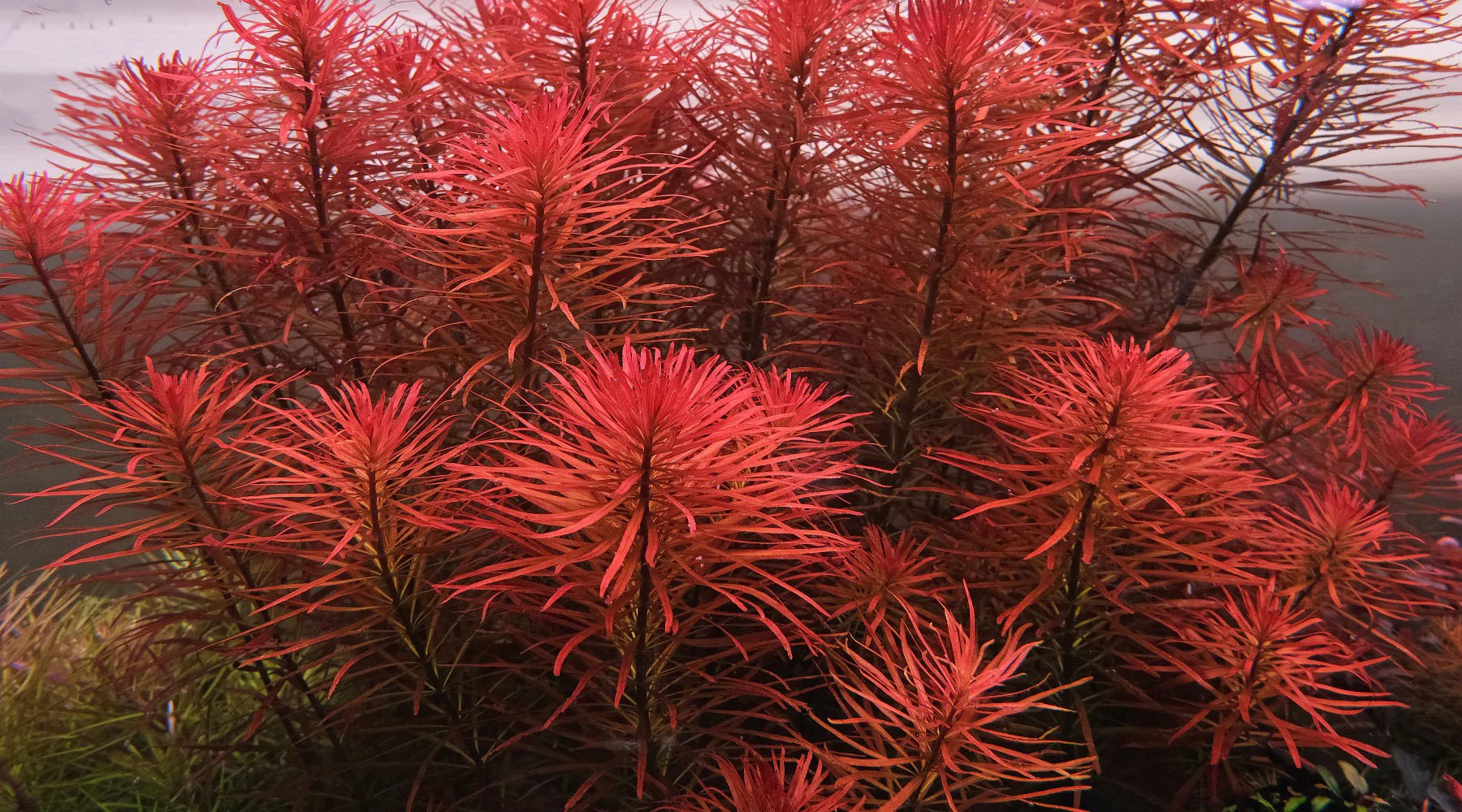 Thailand pink (10 branches)