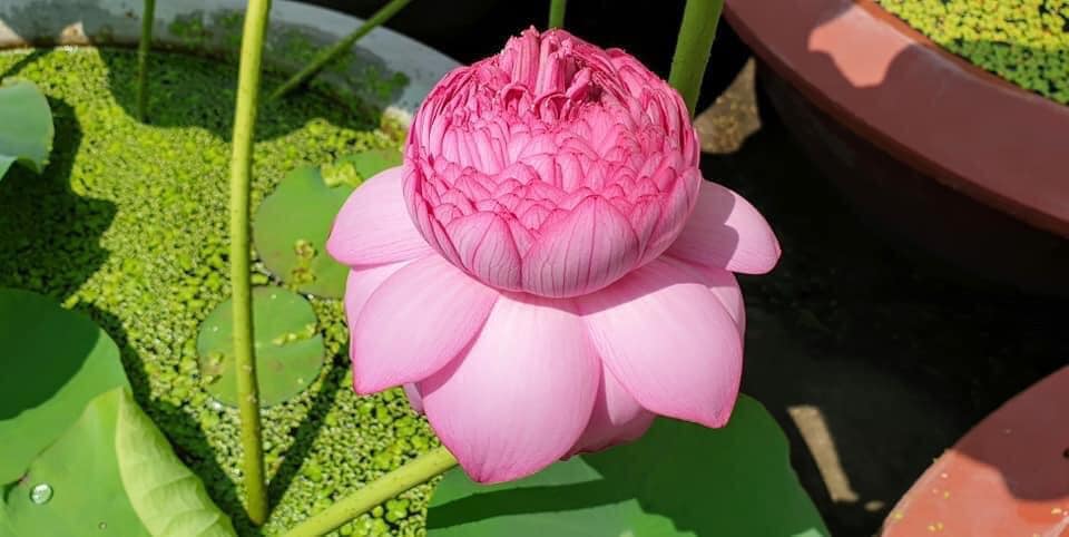 10 Hạt giống sen ngàn cánh S1000