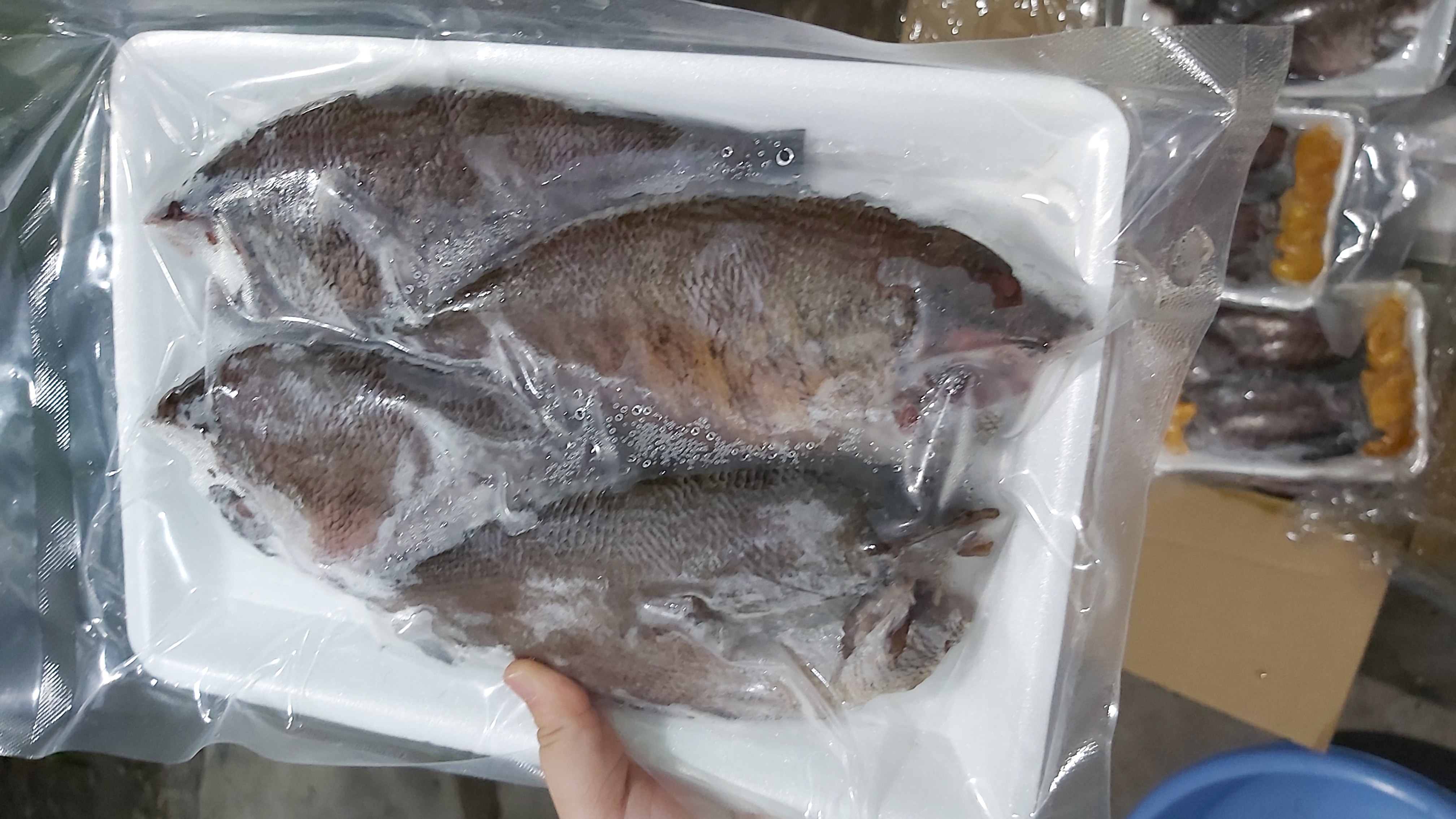 [HCM]CÁ SẶC BỔI KHÔNG TRỨNG 1 NẮNG