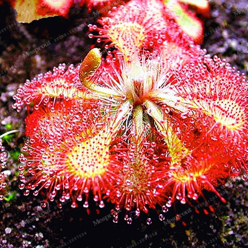 Sundew Seeds - Sale Off