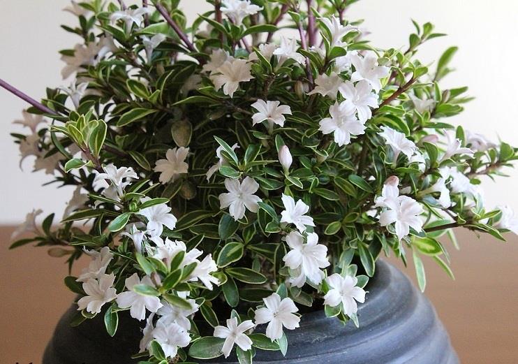 Chậu cây giống Bạch Tuyết Mai