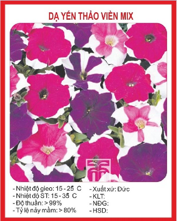 50 Hạt giống Hoa Dạ Yến Thảo Viền nhiều màu
