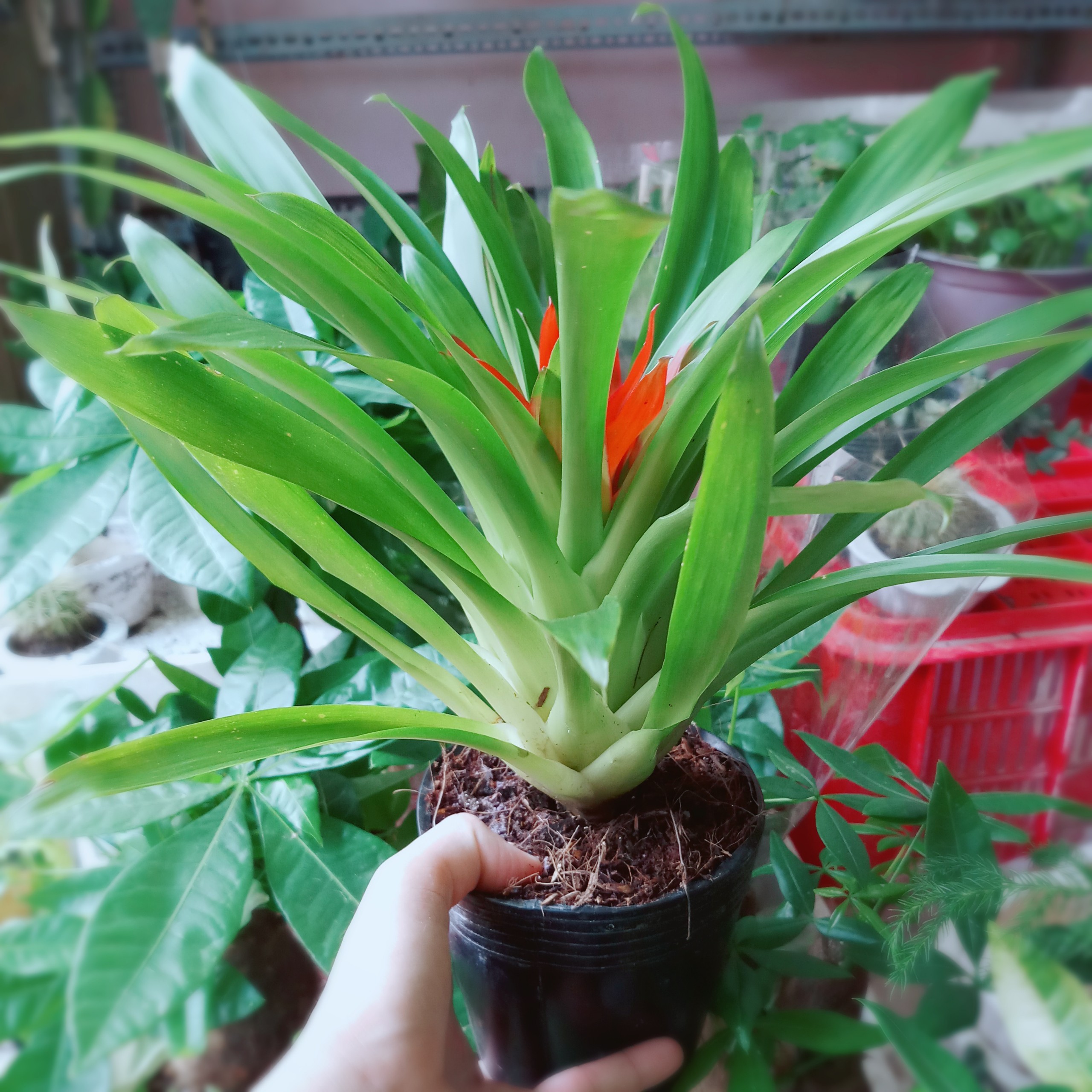 Cây Phong Lộc Hoa