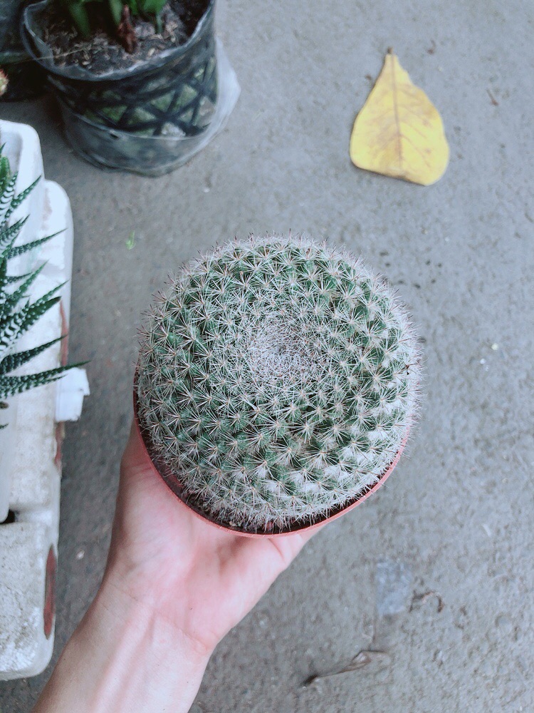 Xương Rồng Bánh Sinh Nhật Lớn
