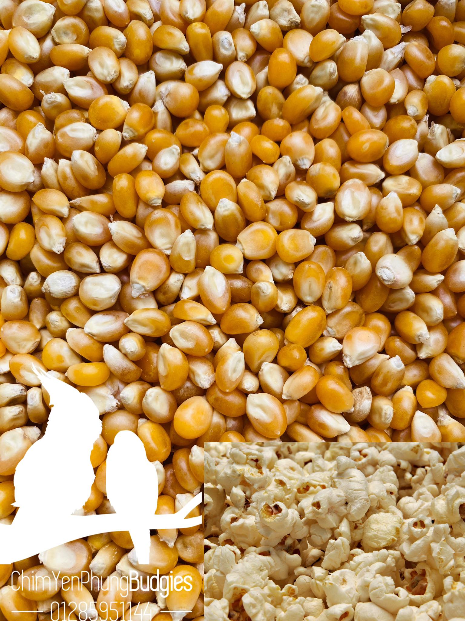 2kg bắp nổ (Ngô Mỹ) nguyên liệu làm bắp rang bơ tại nhà.