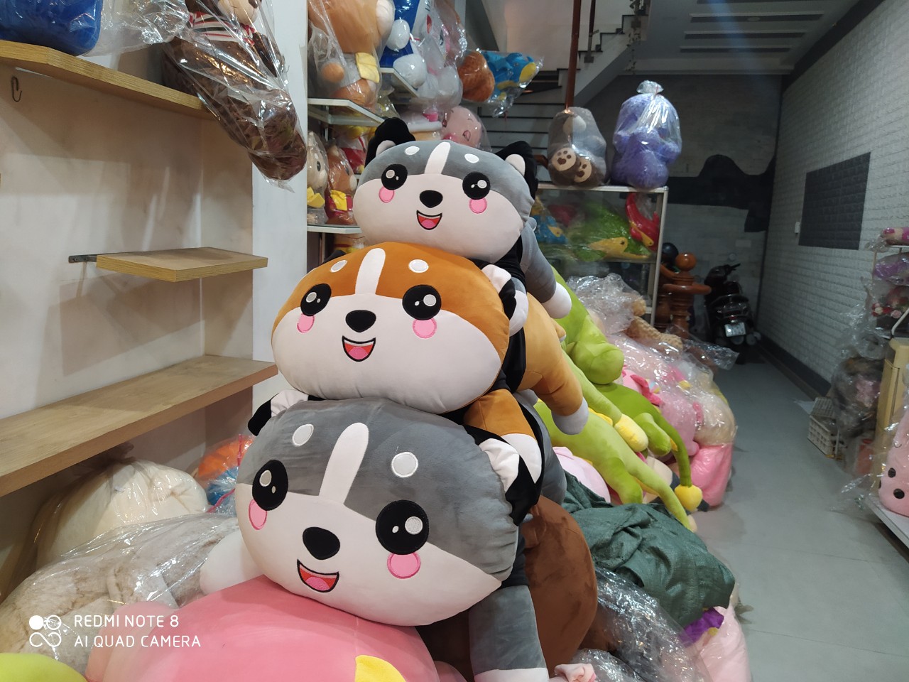 Chó Bông Husky Mèo Bông Husky