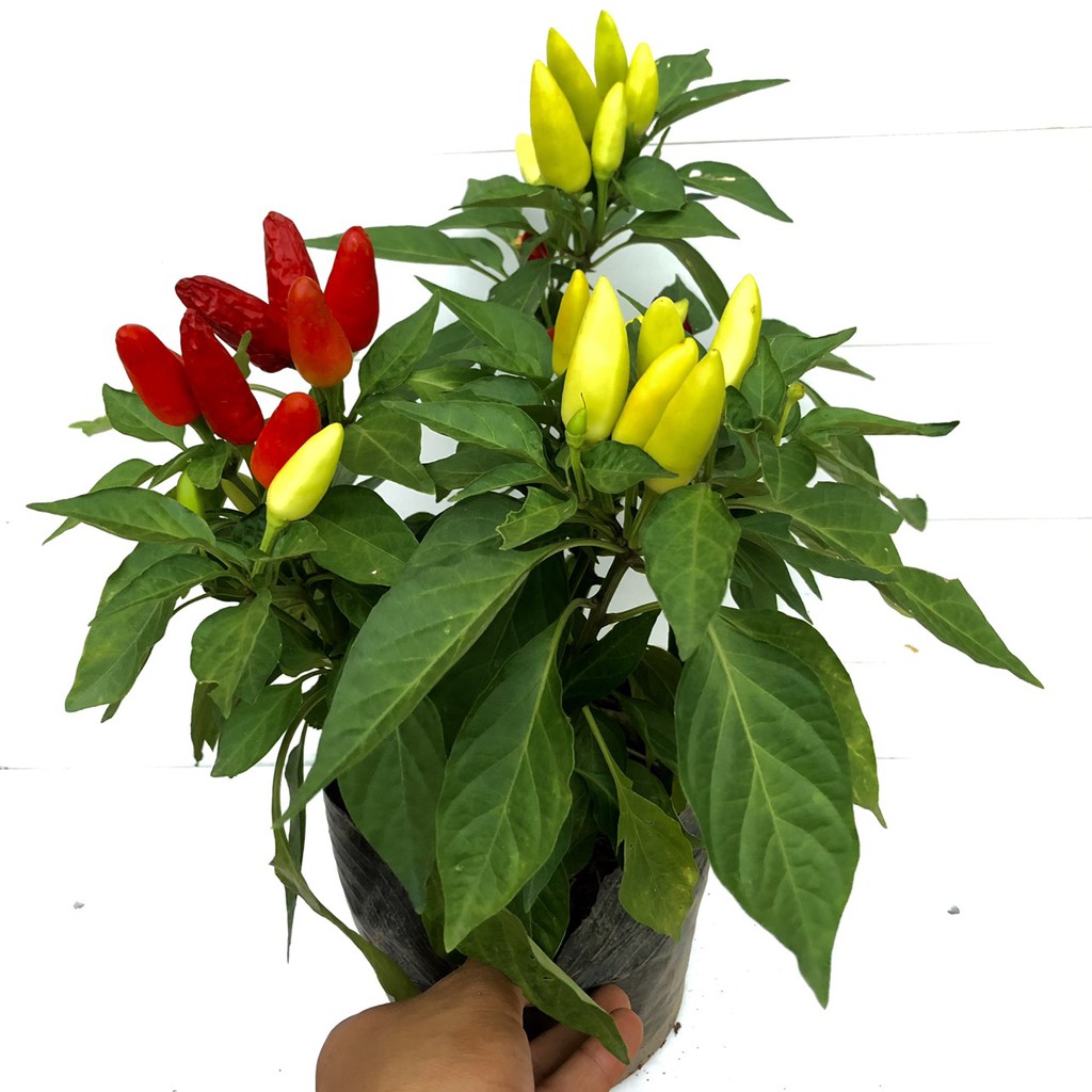 Cây ớt chỉ thiên đang hoa và quả (Ảnh thật)