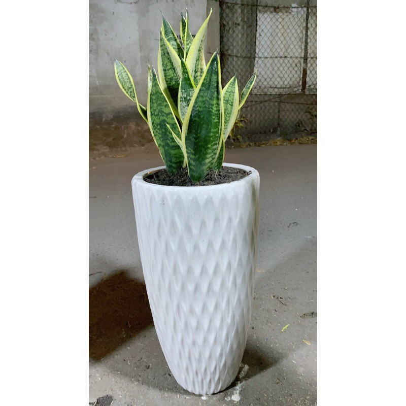 [HCM]Chậu Lưỡi Hổ