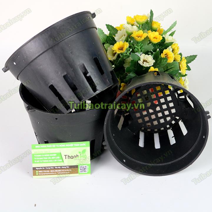 5 Chậu nhựa trồng lan phi 16cm